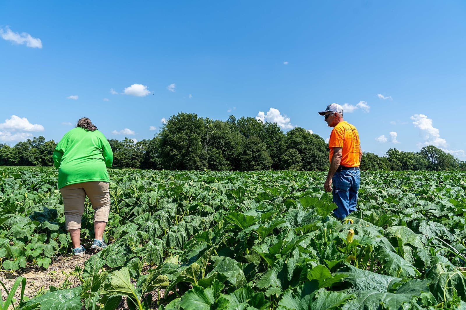 A conservationist and a grower walking a green crop field in Indiana