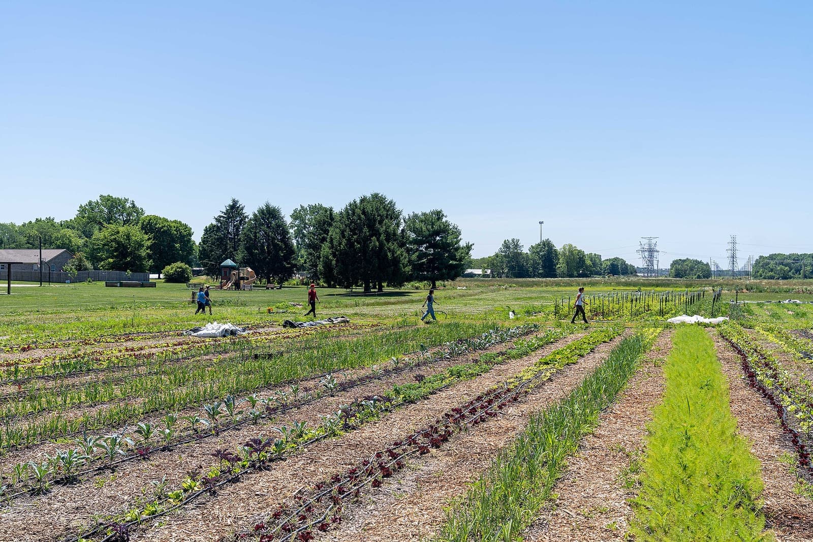 Rows of mixed vegetables on an organic farm in Indiana